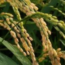 피서농장 이미지