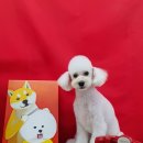 개린이미용실 이미지