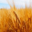 밀밭사이 이미지