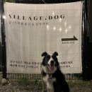 빌리지독 이미지