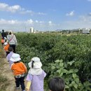 👩‍🌾고구마 캐기 체험학습🍠 이미지