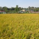 하도제2농장 이미지