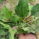 신장농장 이미지