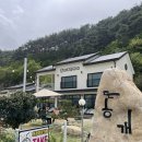 똥개애견카페 이미지