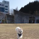 반하개 이미지