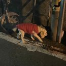 한스애기김밥 이미지