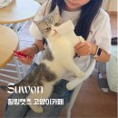 수원-1465 | 수원 고양이카페ㅣ천천동 힐링캣츠 이용정보 &amp; 아이와 방문 후기