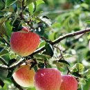 상주 상현리 반송 이미지