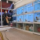 밀크독 켄넬 앤 카페 강아지분양 하남미사점 | 송파강아지분양 작고 귀여운 말티푸