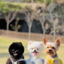 포독스1 이미지