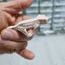 인터렙타일 이미지