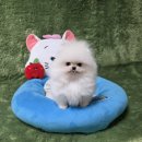 우리펫 강아지분양 성동구점 | 광주강아지분양 펫왕국 선택한 이유는?