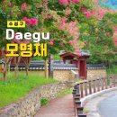 이순신장군과 두사충 | 대구 수성구 모명재 배롱나무 개화시기 주차장 두사충과 이순신의 이야기