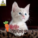 CU 미아해링턴점 | 당근모두 하시죠? 저희집도 들르세요