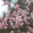 살구꽃공원 이미지