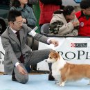 Show Dog 네이버블로그
