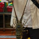 JJ마트 | 🇻🇳베트남 나트랑 여행3/ 판랑사막 지프차투어, 마담프엉, JJ씨푸드, 롯데마트