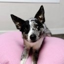 옐로우 켄넬 | 펫퀸 강아지방석 따뜻하고 포근한 반려동물 방석