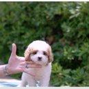 유어펫 강아지분양 고양이분양 본점 이미지