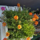 채송화야 반갑다 이미지