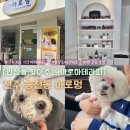 아로멍 | 전주 강아지 아로마테라피 애견미용 아로멍 전주 송천동 애견미용추천