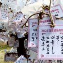 강릉 경포 벚꽃 축제 이미지