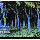kbs6시내고향 해남황칠나무 방송후기 이미지