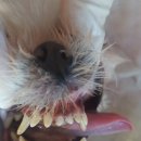 진천동물병원 이미지