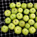 진도 무릉도원 이미지