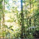 지구의 수호자--열대우림을 채식을 통해 보존하자 이미지