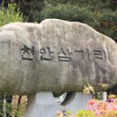 천안대로 Daum카페