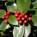 호랑호랑 이미지