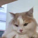 에브리캣 이미지