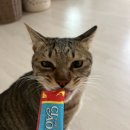 조아동물병원 | 부평 방문 탁묘 어플 와요 내돈내산 후기 (반려동물 돌봄 해외여행 갈때 추천) 사전 만남