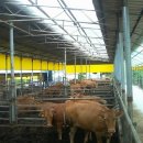 매실한우농장 이미지