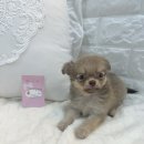 오독안심분양센터 강아지분양 고양이분양 시흥점 이미지