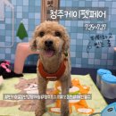 핑크퍼피 | 2025 청주 오스코 '케이펫페어(K-PET FAIR)' 박람회 후기 (7.25~7.27)