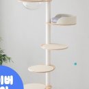 오로라 캣 이미지