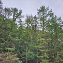 바라산자연휴양림 이미지