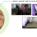 오운산 석가명차 이미지