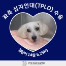 배방동물병원