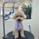 댕요일 이미지