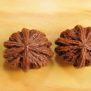 귀족호도 이미지