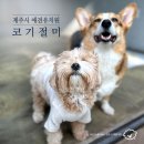 코기절미 이미지