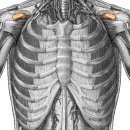 coracoid process of scapula(어깨뼈부리돌기) 이미지