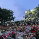 신짜오삼척베트남쌀국수 이미지