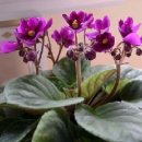 바이올렛 이미지