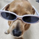 용우동 유천점 | 뒤죽박죽 돌아가는 개윤이의 하루