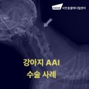 나루동물병원 | 강아지 AAI 수술 송파나루역 동물병원 샤인동물메디컬센터