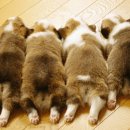 대전본동물병원 이미지